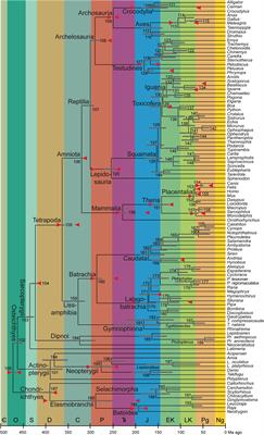 The Making of Calibration Sausage Exemplified by Recalibrating the Transcriptomic <mark class="highlighted">Timetree</mark> of Jawed Vertebrates